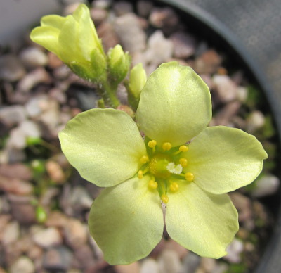 Saxifraga 'Anna' 503/20